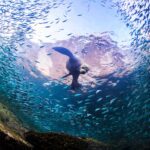 Especies únicas de Baja California que debes conocer