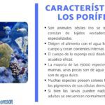 Esponja de mar: definición y principales características