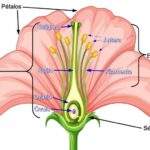 Estambres de flores: funciones tipos y características esenciales
