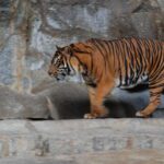 Estereotipias en animales: definición y ejemplos relevantes