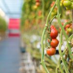 Estrategias ecológicas para el control de plagas en tomates