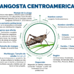 Estrategias efectivas para acabar con plagas de langostas