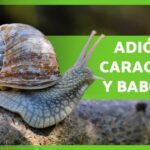 Estrategias efectivas para eliminar babosas en tu jardín