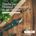 Estrategias efectivas para eliminar mosquitos en tus plantas