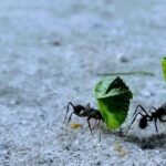 Estrategias efectivas para erradicar hormigas en el huerto