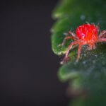 Estrategias efectivas para erradicar la araña roja