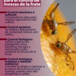 Estrategias efectivas para erradicar moscas de la fruta