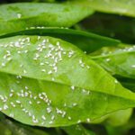 Estrategias efectivas para erradicar plagas en limoneros