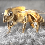 Estrategias efectivas para mantener a raya a las abejas