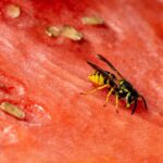 Estrategias efectivas para mantener alejadas a las avispas