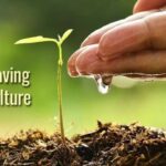 Estrategias para optimizar cultivos y ahorrar agua