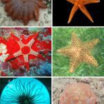 Estrella de mar: aspectos clave sobre su biología y clasificación