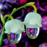 Estrellas de la naturaleza: flores con forma singular