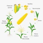 Etapas del ciclo vital de las plantas