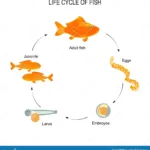 Etapas del desarrollo en el ciclo de vida de los peces