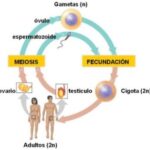 Etapas esenciales del ciclo celular en organismos vivos