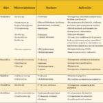 Extremófilos: definición características y ejemplos fascinantes