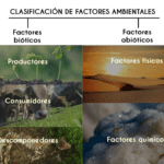 Factores ambientales: definición y clasificación esencial