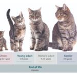 Fases del desarrollo y vida del gato