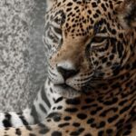 Fauna amenazada de Baja California y su conservación
