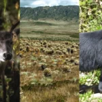 Fauna amenazada en América Latina: un llamado a la acción