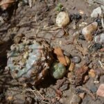 Fauna amenazada en Chihuahua: protección y conservación urgente