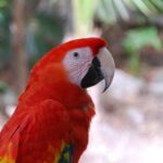 Fauna amenazada en peligro en Coahuila