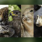 Fauna amenazada en Sonora: vida en peligro