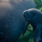 Fauna amenazada en Tamaulipas: un llamado a la acción