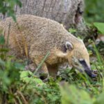 Fauna amenazada en Uruguay: un llamado a la acción