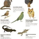 Fauna australiana en riesgo de extinción y su conservación