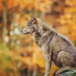 Fauna del bosque templado y sus sorprendentes habitantes