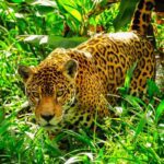 Fauna fascinante del Amazonas: diversidad en peligro