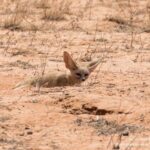 Fauna fascinante del desierto del Sáhara