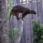 Fauna icónica de la película Madagascar