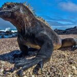 Fauna marina y terrestre de las costas