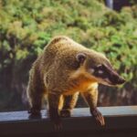 Fauna nativa de Argentina: maravillas de la biodiversidad