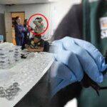 Fauna sorprendente de Corea del Sur