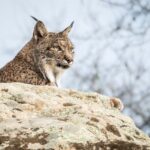 Fauna única de España: animales autóctonos en peligro