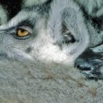 Fauna única de Madagascar: animales que no encontrarás en otro lugar