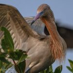 Fauna única de Yucatán: Especies que solo aquí habitan