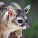 Fauna urbana: vida salvaje en la ciudad