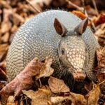 Fauna yucateca en riesgo: un llamado urgente a la acción