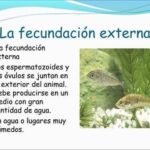 Fecundación externa: conceptos y ejemplos de animales relevantes