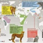 Felinos amenazados: preservando nuestra fauna silvestre