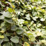 Ficus pumila: Guía práctica de cuidados y reproducción