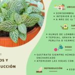 Fitonia: Guía completa de cuidado y reproducción