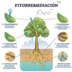 Fitorremediación: plantas que purifican suelo agua y aire