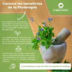 Fitoterapia: uso y beneficios de las plantas medicinales