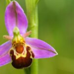 Flores que imitan la forma de animales